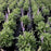 Wood Sage, May Night Wood Sage