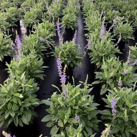 Wood Sage, May Night Wood Sage