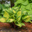 Hosta, Island Breeze Hosta