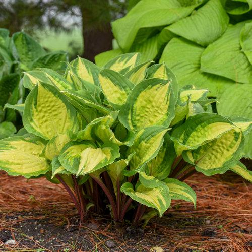 Hosta, Island Breeze Hosta