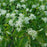 Dogwood, Gray Dogwood