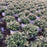 Rose, Blushing Drift® Rose