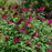Butterfly Bush, Miss Molly Butterfly Bush