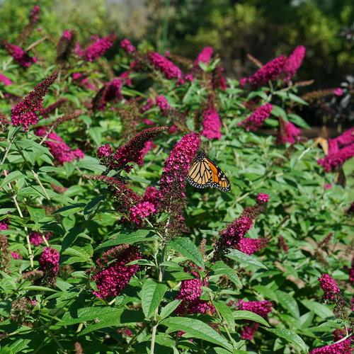Butterfly Bush, Miss Molly Butterfly Bush