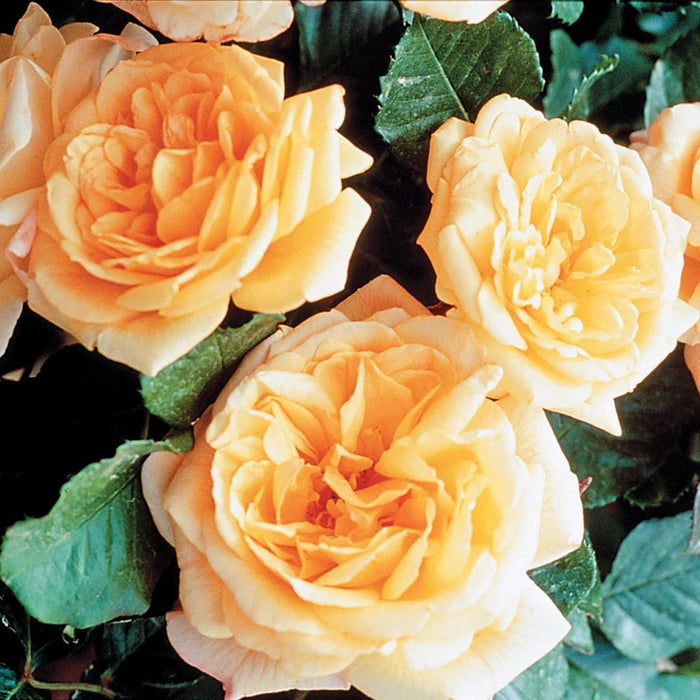 Rose, Garden Sun Climbing Rose