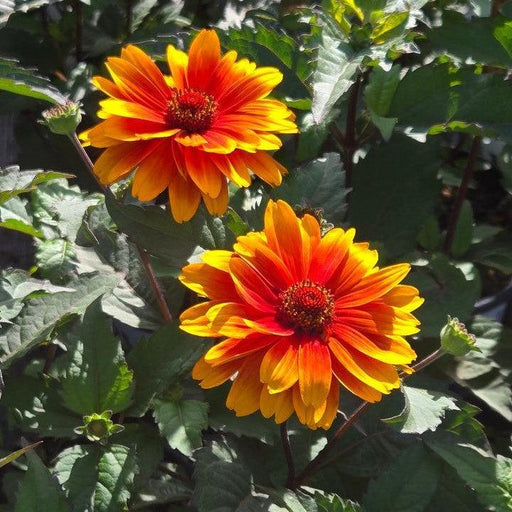 False Sunflower, Forged In Fire False Sunflower