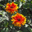 False Sunflower, Forged In Fire False Sunflower