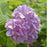 Hydrangea, Nikko Blue Hydrangea