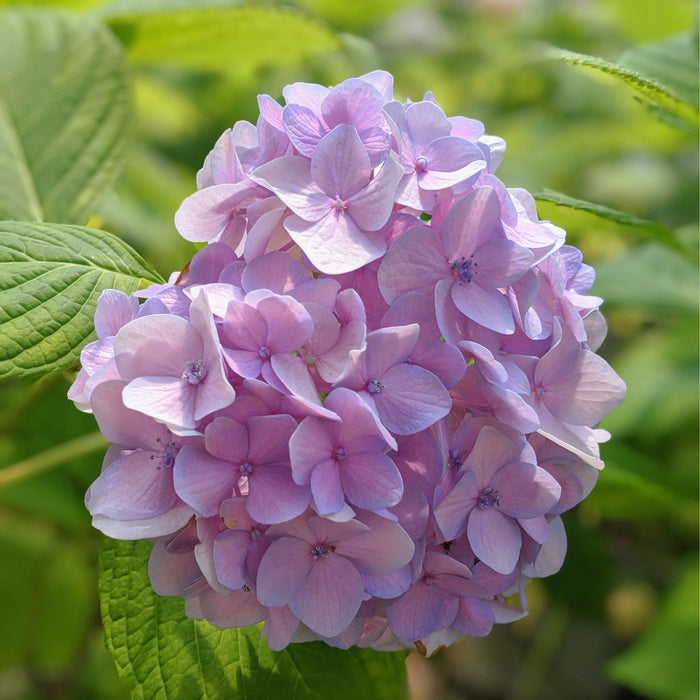 Hydrangea, Nikko Blue Hydrangea