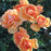 Rose, South Africa® Sunbelt® Grandiflora Rose