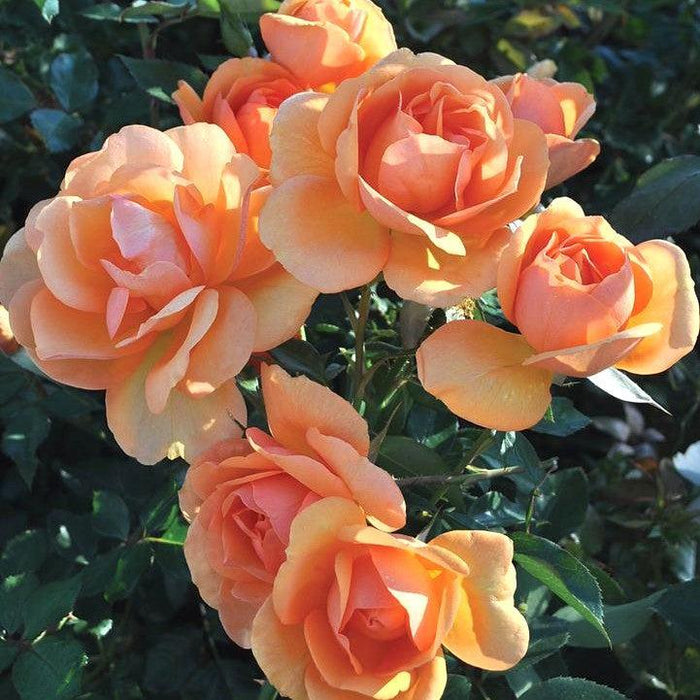 Rose, South Africa® Sunbelt® Grandiflora Rose
