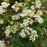 American Boneset
