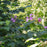Raspberry, Flowering Raspberry