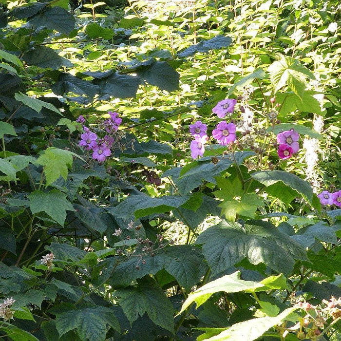 Raspberry, Flowering Raspberry