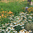 Coneflower, PowWow® White Echinacea