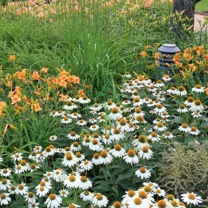 Coneflower, PowWow® White Echinacea