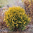 Arborvitae, Golden Globe Arborvitae