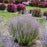 Perovskia atriplicifolia 'Sage Advice'  - Sage Advice Russian Sage