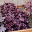 Coral Bells, Forever® Purple Coral Bells
