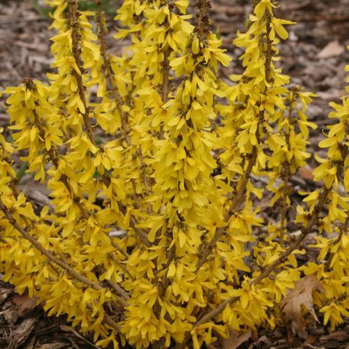 Forsythia, Show Off® Sugar Baby® Forsythia
