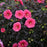 Hibiscus, Summerific® Evening Rose Hibiscus