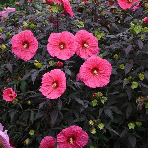 Hibiscus, Summerific® Evening Rose Hibiscus