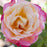Rose, Enchanted Peace™ Hybrid Tea Rose