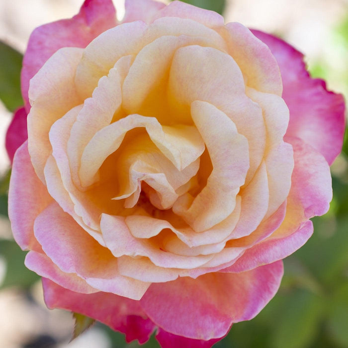 Rose, Enchanted Peace™ Hybrid Tea Rose