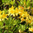 Azalea, Lemon Lights Native Azalea