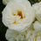 Rose, First Editions® The Finest™ Rose