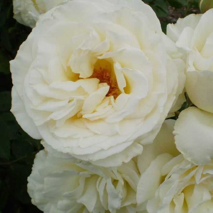 Rose, First Editions® The Finest™ Rose