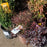 Leucothoe, Leafscape Burning Love Leucothoe