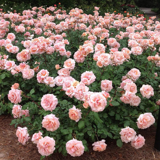 Rose, Mother of Pearl Grandiflora Rose