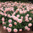 Rose, Mother of Pearl Grandiflora Rose