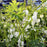 Bleeding Heart, White Bleeding Heart