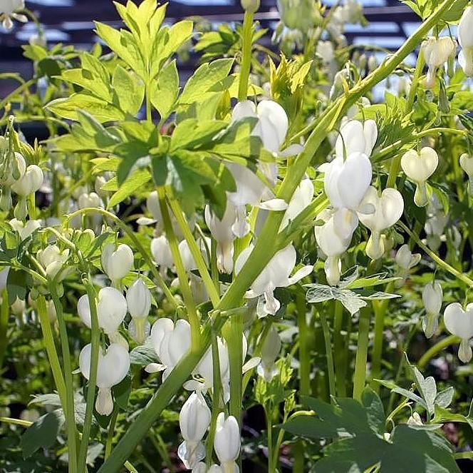 Bleeding Heart, White Bleeding Heart
