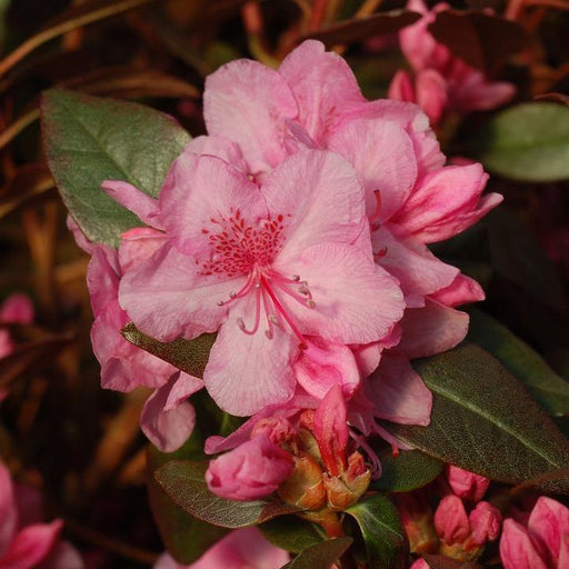 Rhododendron, Aglo Rhododendron