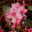 Rhododendron, Aglo Rhododendron