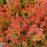 Heather, Firefly Scotch Heather