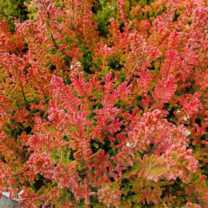 Heather, Firefly Scotch Heather