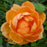 Rosa 'Ausnyson'  - Lady of Shalott Rose