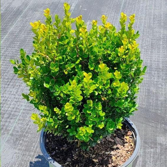 Boxwood, NewGen™ Freedom® Boxwood