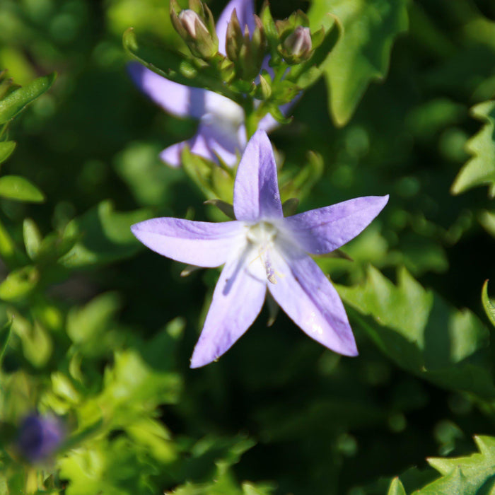 Bellflower, Blue Waterfall Bellflower