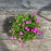 Dianthus, Firewitch Dianthus, Cheddar Pink