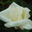 Rose, Honor Hybrid Tea Rose