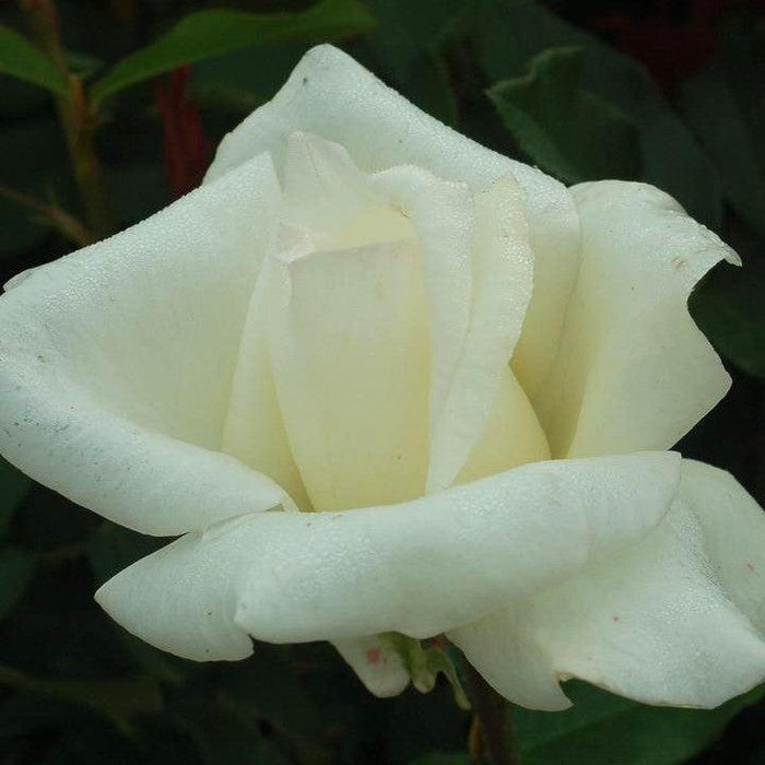 Rose, Honor Hybrid Tea Rose