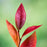 Vaccinium corymbosum 'Bluecrop'  - Bluecrop Highbush Blueberry