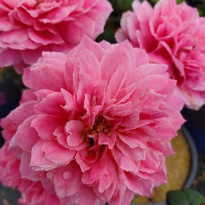 Rose, True Inspiration Rose