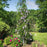 Wisteria macrostachys 'Blue Moon'  - Blue Moon Wisteria