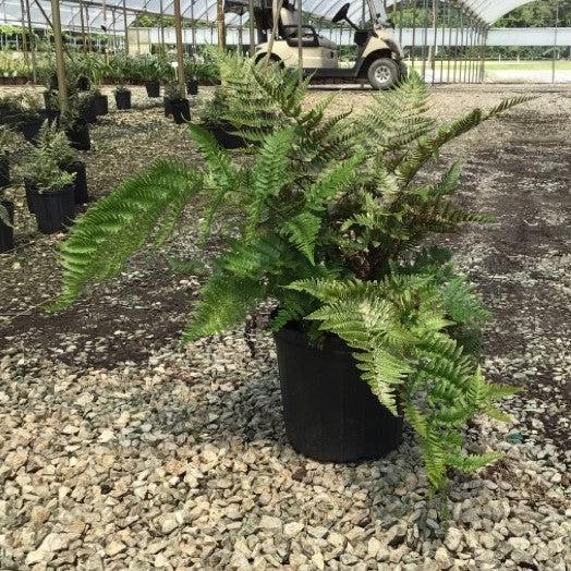 Fern, Brilliance Autumn Fern